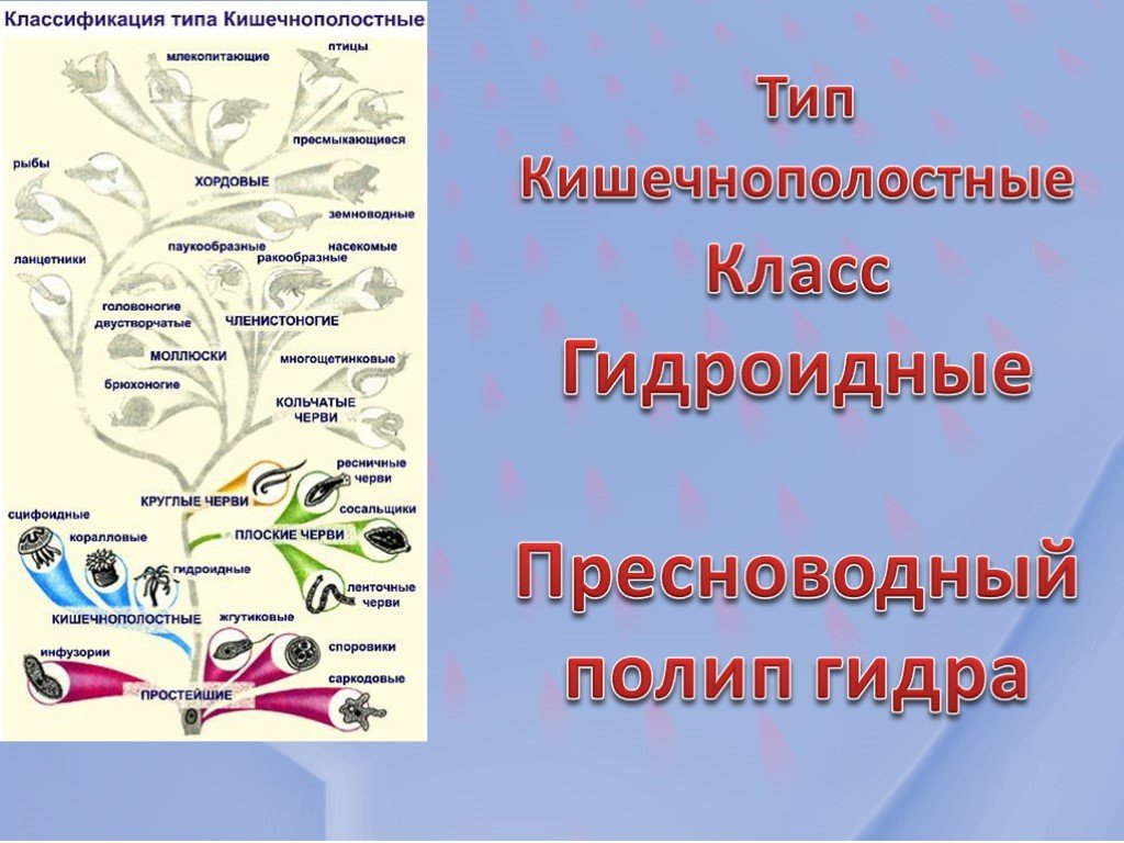 Как восстановить страницу на кракене