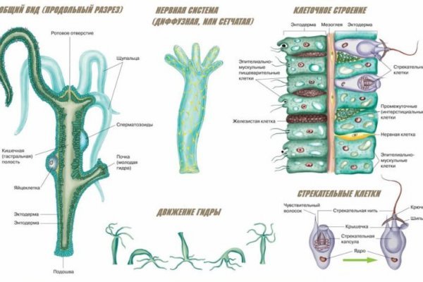 Kraken рабочее зеркало onion